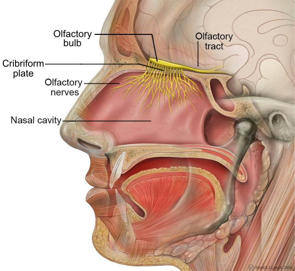 Nasal anatomy