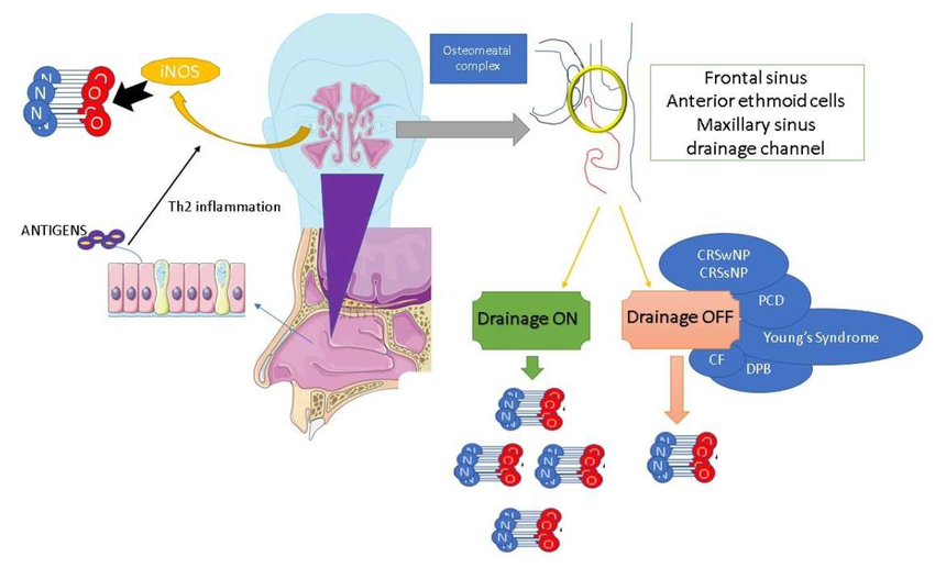 Nitric oxide production