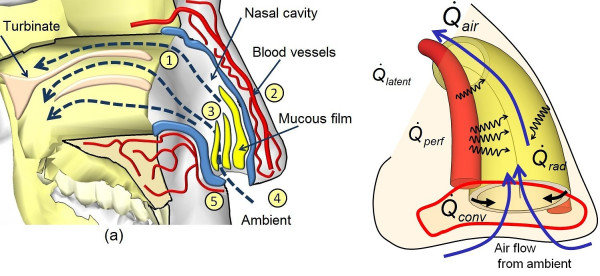 Nasal blood vessels and airflow during exercise